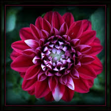 10 gambar bunga mawar ungu yang indah cantik. 500 Gambar Bunga Mawar Bergerak Gratis Girlfriend Romantic Love Flowers 1024x768 Wallpaper Teahub Io