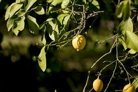 Citronnier 15 Conseils Pour Bien L Hiverner
