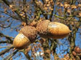 We did not find results for: Quercus Robur English Oak Pedunculate Oak French Oak Acorns Fruit Tree Flora Botany Plant Pikist