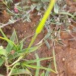 Image result for Sporobolus festivus