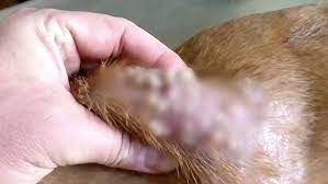 Maggots Galore Vet Removes Giant Worms From Dog S Skin Daily Mail Online