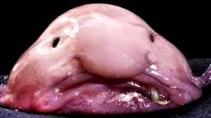 We did not find results for: Protect The Blobfish This Is Local London