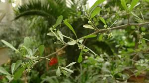 Image result for Gymnosporia arenicola