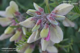 Image result for Tephrosia interrupta