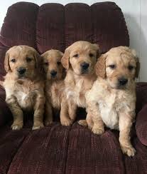 Check spelling or type a new query. Charming Golden Retriever Puppies For Sale Posts Facebook