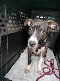 RECLAIMED!😊🐾 Sweet male brindle and white Pittie found running with his  partner in crime, a male white and gray, we'll say Sheepadoodle, he's  little,