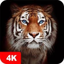 Na phoneky hd papeis de parede animados store, você pode baixar papéis de parede para qualquer telefone celular, tablet ou computador gratuitamente. Papeis De Parede Com Tigres 4k Apps No Google Play