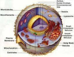 Characteristics Of Living Organisms Lesson Plans Worksheets Printables Edible Cell Project Animal Cells Model Plant Cell Organelles