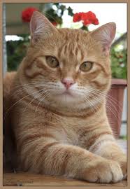 ron cats typesofcats cats and kittens orange tabby cats pretty cats