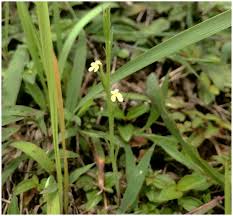Image result for Striga asiatica