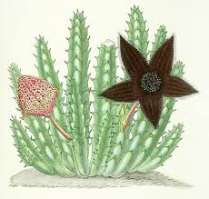 Image result for Tridentea