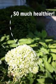 Try This Simple Hydrangea Trick If Your Plants Never Quite Look As Beautiful As You D Like Them To Planting Hydrangeas Hydrangea Care Hydrangea Garden