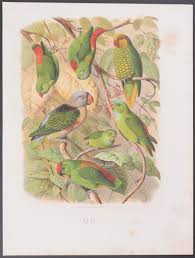 Find this pin and more on antique parrot prints by keulemans by paper popinjay. Antique Lithograph From 1880 A4a3 Framedunframed Parrot Print Art Collectibles Prints Vadel Com
