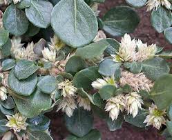Image result for Alternanthera caracasana
