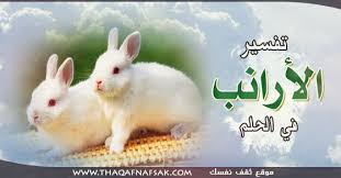 تفسير الأرانب في الحلم ثقف نفسك