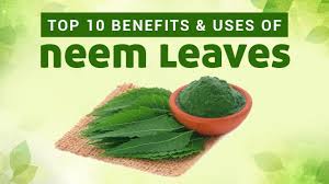 Azadirachta indica, commonly known as neem, nimtree or indian lilac, is a tree in the mahogany family meliaceae. Top 10 Benefits Uses Of Neem Leaves Neem Benefits And Uses For Skin Hair Body Youtube