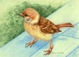 Sparrow Bird Drawing For Kids With Colour Pin By Jackie Bow Rik On Crafts For Kids Cool Pencil Drawings Color Pencil Drawing Color Pencil Sketch