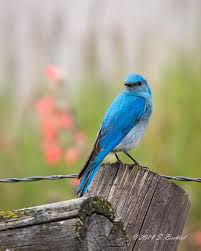 Orange Birds Of Western Washington Mountain Bluebird By Scott Bechtel The Ones Around Me I Think Were Called Eastern Bluebirds They Had Kinda Orange Blue Bird Birds Colorful Birds