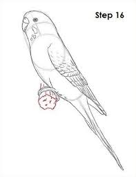Draw Budgie Parakeet 16 Jpg Drawbudgieparakeet16jpg Vogelzubehor Drawbudgieparakeet16jpg Vogelzubehor In 2020 Zeichenvorlagen Vogel Zeichnen Tiere Zeichnen