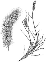 Image result for Cenchrus