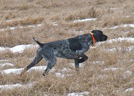 German shorthaired pointers are able to hunt any terrain and any game. Herbst Briese Adelwolf