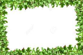 Photo frame with purple flowers, photo frame with butterfly, photo frame with violet bouquet. Frame With Fresh Plants Cress Border On White Background Stock Photo Picture And Royalty Free Image Image 6855700