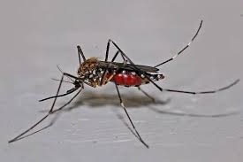 Within our 15 plus years of exterminator and pest control work. Pest Control Services Wilkie S Pest Control In Edgewater Florida
