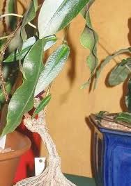 Image result for Tacazzea