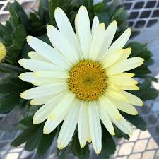 Image result for Leucanthemum
