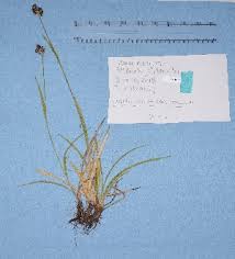 Image result for Luzula johnstonii