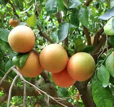 Image result for Grapefruit