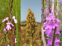 Image result for Striga