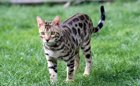 Résultat de recherche d'images pour "chat"