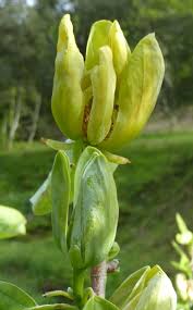 Image result for Massularia acuminata