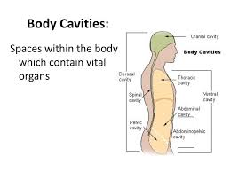Depending on the position of the body and the amount. Body Cavities What S In There Ppt Download