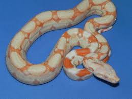 Morphologically and behaviorally unique animals, hognose. Snakes For Sale View Our Snakes Snakes At Sunset