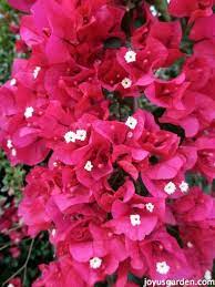 Pin On Beautiful Garden Ideas