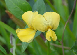 Image result for Vigna luteola