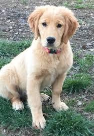 Why buy a golden retriever puppy for sale if you can adopt and save a life? Golden Retriever Puppies Ct Rescue News At Puppies Www Addlab Aalto Fi
