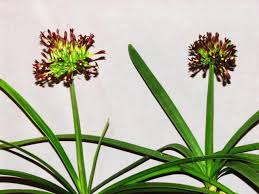 Image result for Cryptostephanus