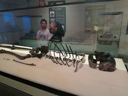 On sunday, august 1 2021, google doodle decided to celebrate the turkana boy. Seeking Humanity S Roots