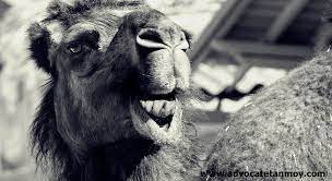 Unless specified, please assume all the groups are public & unaffiliated i.e. The Prophet Of Islam Ordered Sick People To Drink Camel Urine As Medicine Advocatetanmoy Law Library