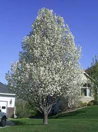 Chanticlear Pear Tree Landscape Nursery Shade Trees Tree