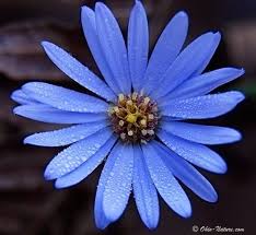 Blue Aster The Flowers I Want Aster Flower Tattoos September Birth Flower Birth Flower Tattoos