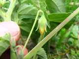 Image result for Abutilon pycnodon