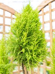 In new zealand and australia, it is used for wood products. Growing Lemon Cypress Trees Lemon Cypress Plant Care