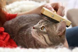 The hair follicles of outdoor cats tend to follow more natural shedding seasons, but the cushy life of an indoor cat can affect this process. Excessive Shedding In Cats Hill S Pet