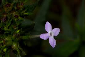 Image result for Conostomium natalense