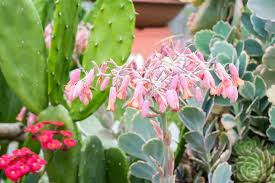 Image result for Kalanchoe dyeri