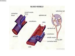 After receiving oxygenated blood from the lungs the arteries of the systemic. Gcse Pe Edexcel C1 T1 2 3 Blood Vessels Teaching Resources